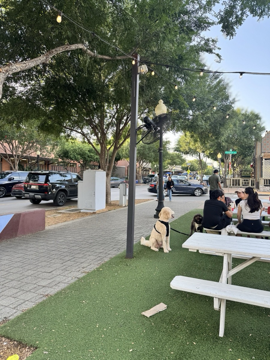 A dog at a string-lit patio in Lowest Greenville